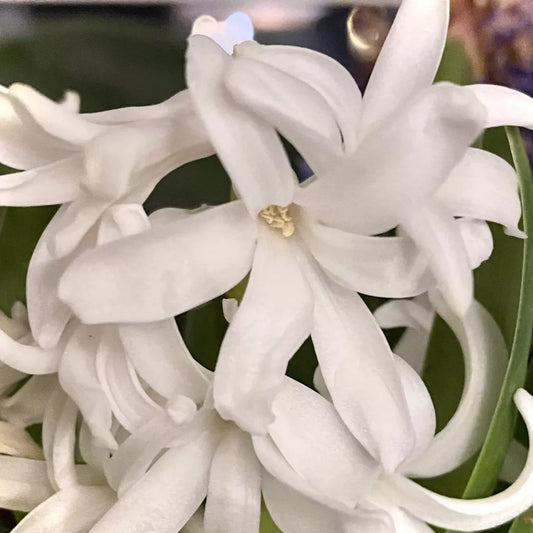 Le jasmin