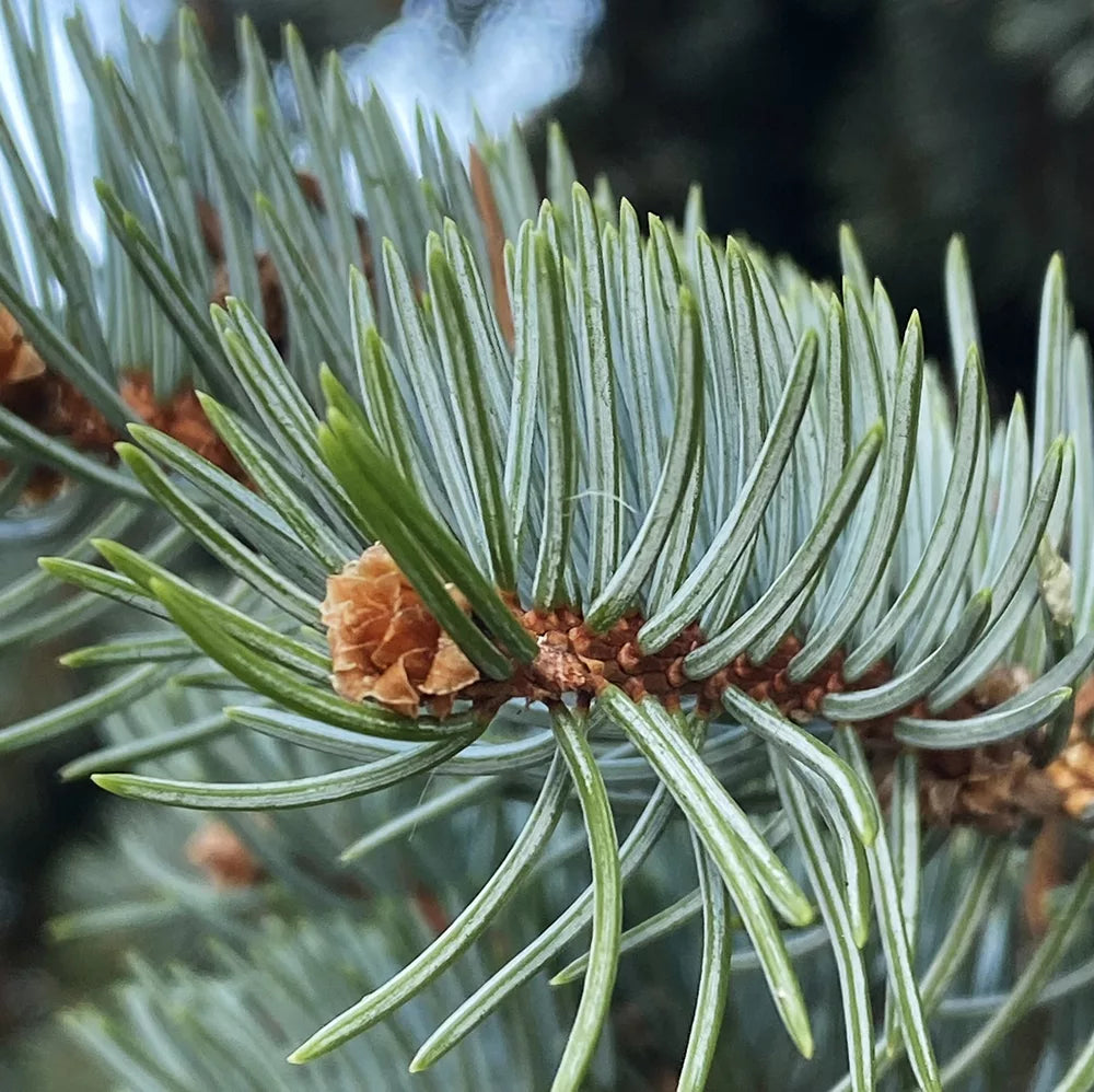 Unix Pine Pine – Superfumista / KIIN
